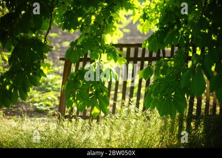 Kastanienzweige mit üppigen grünen Blättern in einem ländlichen Garten auf einem Hintergrund eines hölzernen Pfostenzauns. Stockfoto
