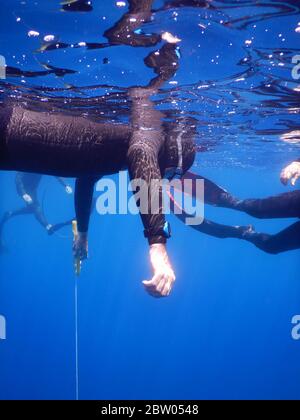 Sie tauchen in das Meer bei Noli, Ligurien - Italien Stockfoto