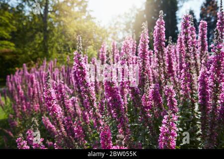 The Savill Garden, Windsor Great Park, Surrey, England Stockfoto