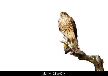 Aufmerksamer eurasischer Sparrowhawk, der auf einem Ast auf Weiß isoliert sitzt Stockfoto