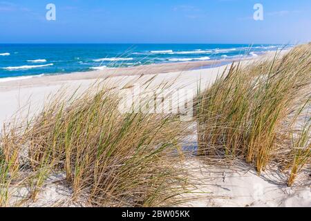 Schöner Sandstrand mit trockenem und grünem Gras, Schilf, im Wind wehende Stängel, blaues Meer mit Wellen an der Ostsee in Nida, Neringa, Litauen Stockfoto