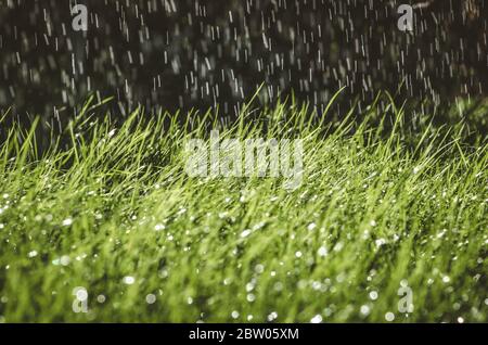 Blätter aus grünem Gras mit glänzenden Wassertropfen bedeckt Stockfoto