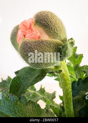 Öffnung Knospe einer rosa bis orange orientalischen Mohnblume (Papaver orientalis). Makroaufnahme vor weißem Hintergrund. Stockfoto