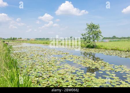 Klassische holländische Landschaft in der Nähe des Seengebietes 'Reeuwijkse Plassen' in der Nähe von Gouda. Einbeinige Bäume stehen am Wasser mit Lilien, die auf der Wasseroberfläche schwimmen. Stockfoto