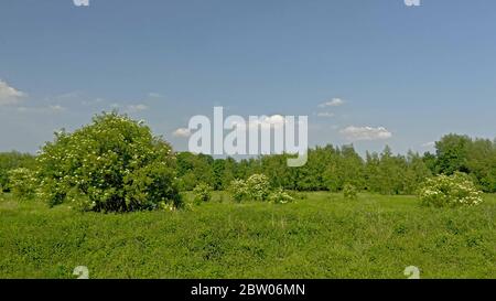 Blühende Ältere Sträucher auf einer Wiese an einem sonnigen Tag mit klarem blauen Himmel - Sambucus nigra Stockfoto