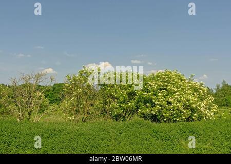 Blühende Ältere Sträucher auf einer Wiese an einem sonnigen Tag mit klarem blauen Himmel - Sambucus nigra Stockfoto