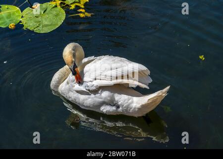 STUMME SCHWAN AUF DEM FLUSS STOUR, SUDBURY Stockfoto