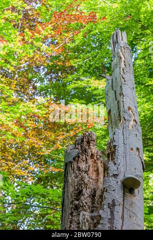 Alte beschädigte trockene Baumstamm ohne Gliedmaßen von Termiten mit einem Zunder Pilz von grünen und braunen Vegetation, sonnigen Frühlingstag in Kelmond erodiert Stockfoto