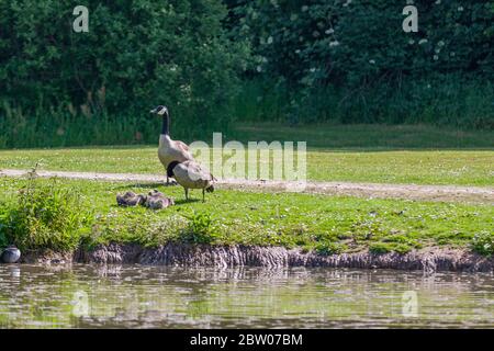 Paar Kanadagänse mit ihren frisch geschlüpften Gänsen am Ufer eines Teiches mit einem Pfad, Gras und grüner Vegetation im Hintergrund Stockfoto