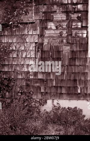 Alte verwitterte Holzschindeln mit Efeu, der aufwächst. Seite des Hauses an der Jersey Shore, Long Beach Island, NJ Stockfoto