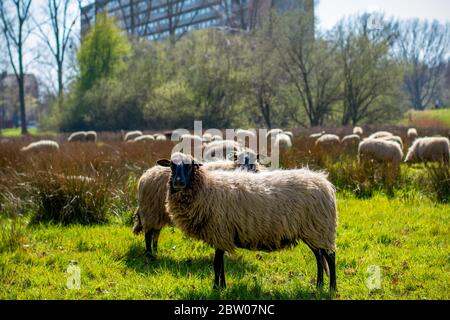 Starrende Schafe. Eine Schafherde an einem sonnigen Tag mitten in einer Stadt mit einem Wohnhaus im Hintergrund. Stockfoto