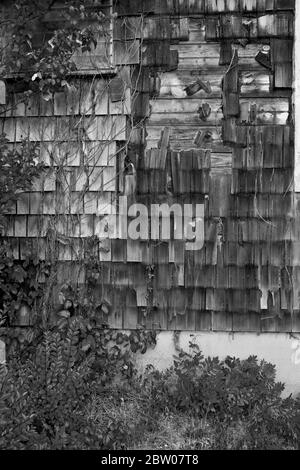 Alte verwitterte Holzschindeln mit Efeu, der aufwächst. Seite des Hauses an der Jersey Shore, Long Beach Island, NJ Stockfoto