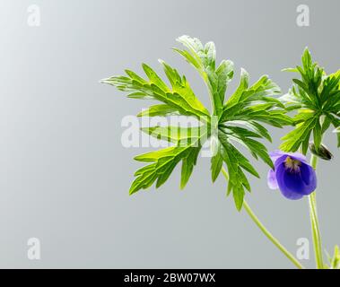 Geranium Rozanne Blatt und Blume vor einem neutralen Hintergrund. Stockfoto