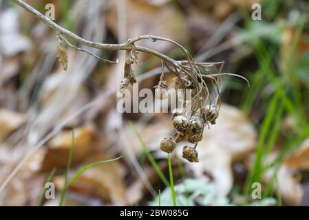 Getrocknete Blume auf braunen Blättern Hintergrund und frisches Frühlingsgras Stockfoto