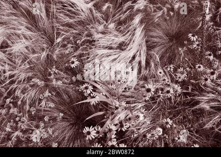 Wilde Gräser und Wildblumen in horizontaler Fotografie für Hintergrund Konzept. Voller Rahmen von Wind geblasen Gräser. Stockfoto