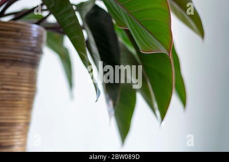 Schöne Zimmerpflanze mit großen Blättern in Korbkorb. Niedrige Perspektive. Stockfoto