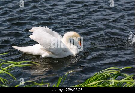 Weiblicher stummer Schwan, Cygnus color in aggressiver Darstellung gegen Ruß, East Lothian, Schottland, Großbritannien Stockfoto