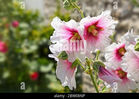 Schöne blühende Hollyhock-Blume mit weißen & rosa Blütenblättern und grünem Hintergrund, La Rochelle, Charente-Maritime, Frankreich. Stockfoto