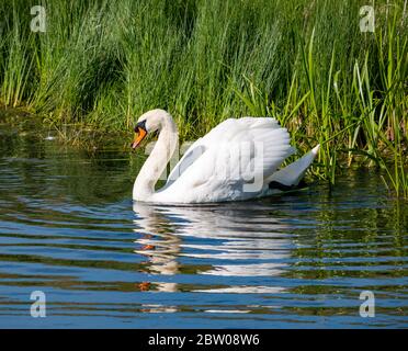 Männlicher stummer Schwan, Cygnus color, mit offenen Flügeln im Stausee, East Lothian, Schottland, Großbritannien Stockfoto