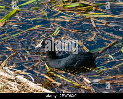 Eurasischer Bußhuhn, Fulica atra, im Schilf im Stausee, East Lothian, Schottland, Großbritannien Stockfoto