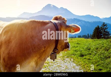 Braune Milchkuh mit Ohranhänger und Kuhglocke auf einer grünen Wiese, die bei Sonnenuntergang über ihre Schulter blickt. Nahaufnahme, Rückansicht, alpen im Hintergrund. Stockfoto