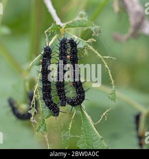 Pfauenfaltenraupen, Aglais io Stockfoto