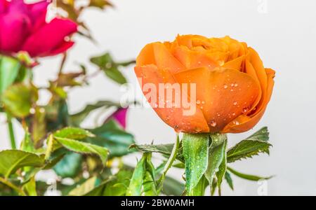 Orange Rose auf einem hellen Hintergrund mit ein paar Tropfen Wasser auf einer Blume Stockfoto