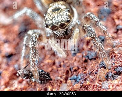 Eine springende Spinne (Heliophanus cupreus) zeigt ihre gefangene Fliege. Gefunden an einer Wand im hinteren Garten. Stockfoto