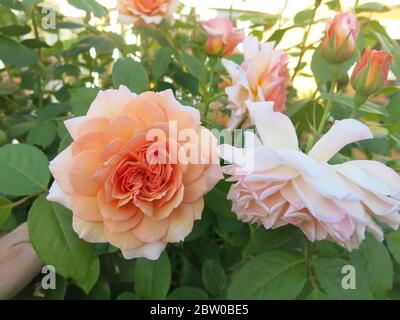 Ein Paar aprikosenfarbene Rosen in voller Blüte der Sorte 'Grace'; ein englischer Garten im Frühsommer. Stockfoto