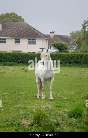 Weißes Pferd auf grünem Feld Stockfoto