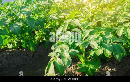 Kartoffelbüsche wachsen auf dem Feld. Anbau von Bio-Gemüse. Agrarindustrie. Landwirtschaft, Landwirtschaft. Nahaufnahme Stockfoto