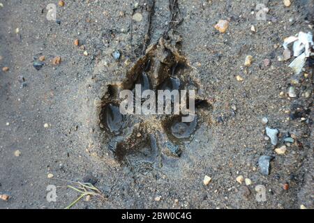 Verfolgen Sie den Hund im nassen Sand. Der Abdruck der Wolfspfote auf dem rohen Boden. Stockfoto