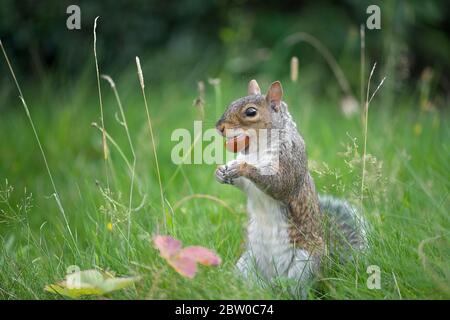 Ein Conker wird fest in den Backen eines grauen Eichhörnchens gehalten, das unter Gras steht Stockfoto