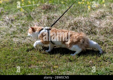 Rote Katze an der Leine, die im Gras läuft. Katze in Stress. Stockfoto