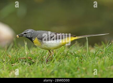 Grauer Schwanzschwanz (Motacilla cinerea cinerea) erwachsenes Männchen mit Beute in Schnabel am Rande des Teiches Eccles-on-Sea, Norfolk, UK Mai Stockfoto