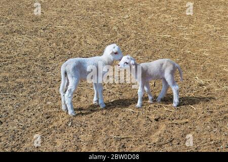 Zwei süße junge Lämmer auf einem Bauernhof. Landwirtschaft und Viehzucht Konzept mit leerem Kopieplatz für den Inhalt der Redaktion. Stockfoto