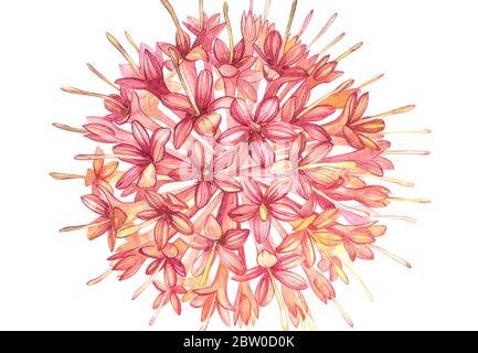 Rosa Blumen Gambier Auszüge pflanzen Aquarell botanische Abbildungen Stockfoto