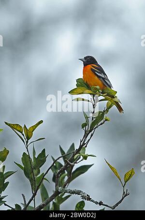Baltimore Oriole (Icterus galbula) erwachsenes Männchen auf dem Baumwipfel Pico Bonito, Honduras Februar 2016 Stockfoto