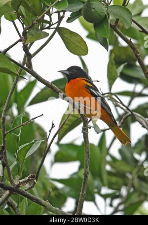 Baltimore Oriole (Icterus galbula) erwachsenes Männchen, das auf dem Zweig Pico Bonito, Honduras, im Februar 2016 thront Stockfoto