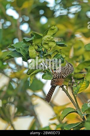 Bandbackwren (Campylorhynchus zonatus vulcanius), Erwachsene, die in Tegucigalpa, Honduras, im Februar 2016 auf Nahrungssuche gehen Stockfoto