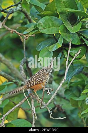 Bandbackwren (Campylorhynchus zonatus vulcanius), Erwachsene, die in Tegucigalpa, Honduras, im Februar 2016 auf Nahrungssuche gehen Stockfoto