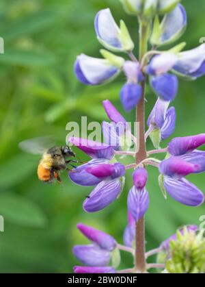 Schwarzschwanzbiene (Bombus melanopygus) auf Nahrungssuche an Riverside Lupine (Lupinus rivularis) Oregon Stockfoto