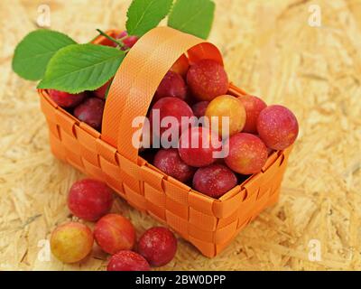 Wilde Mirabelle Pflaumen in einem Korb Stockfoto