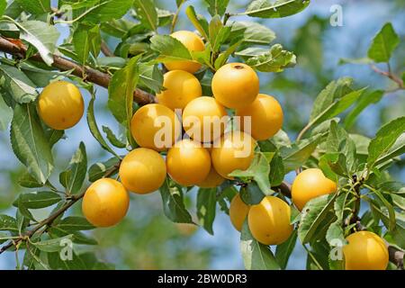 Gelbe Mirabellpflaumen auf dem Baum Stockfoto