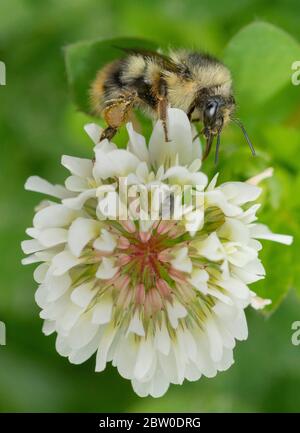 Fuzzy-horned Biene (Bombus mixtus) Futter auf White Clover Blumen, Oregon Stockfoto