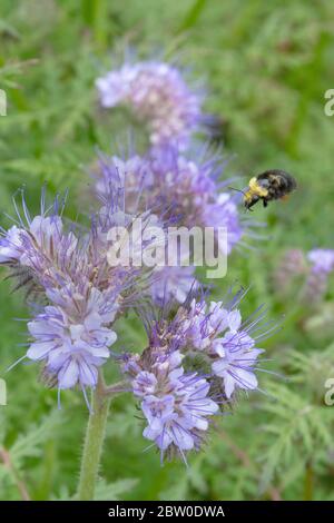 Gelbgesichtige Biene (Bombus vosnesenskii) auf Nahrungssuche auf Lacy Phacelia Blüten, Oregon Stockfoto