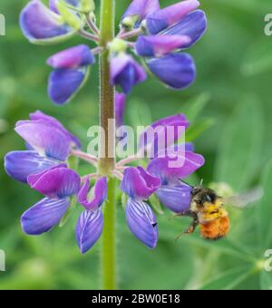 Schwarzschwanzbiene (Bombus melanopygus) auf Nahrungssuche an Riverside Lupine (Lupinus rivularis) Oregon Stockfoto