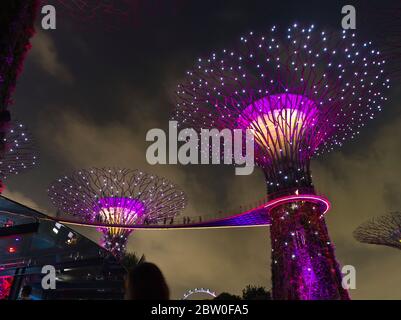 dh Supertree Night Light Show GARDEN BY THE BAY SINGAPORE Super Tree Grove in supertrees Sky Gardens Stockfoto