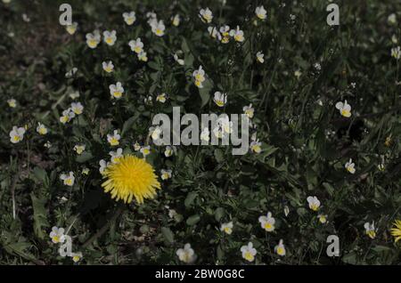 Löwenzahn, Taraxacum officinale, auf einem Feld zwischen Viola arvensis mit insgesamt dunkleren Farben. Stockfoto