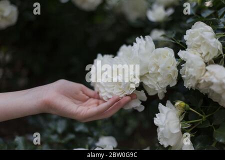 Weibliche Hand berühren schöne weiße Gartenrosen Stockfoto